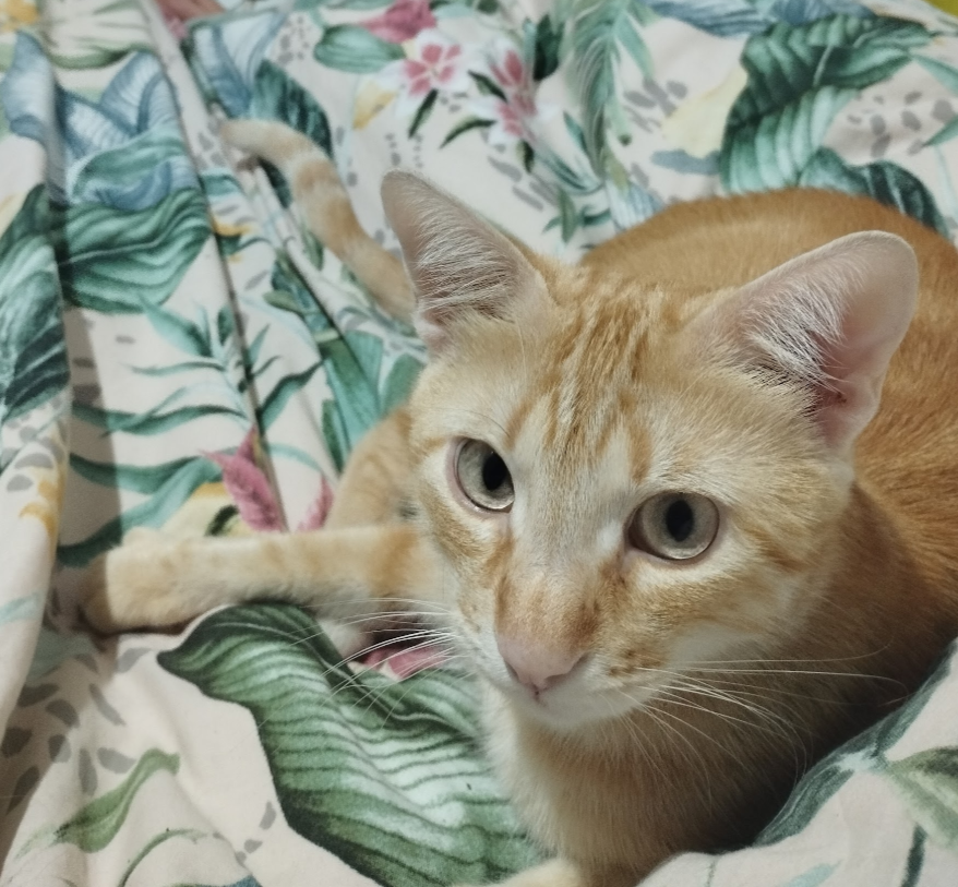 Pet Fashion Portrait