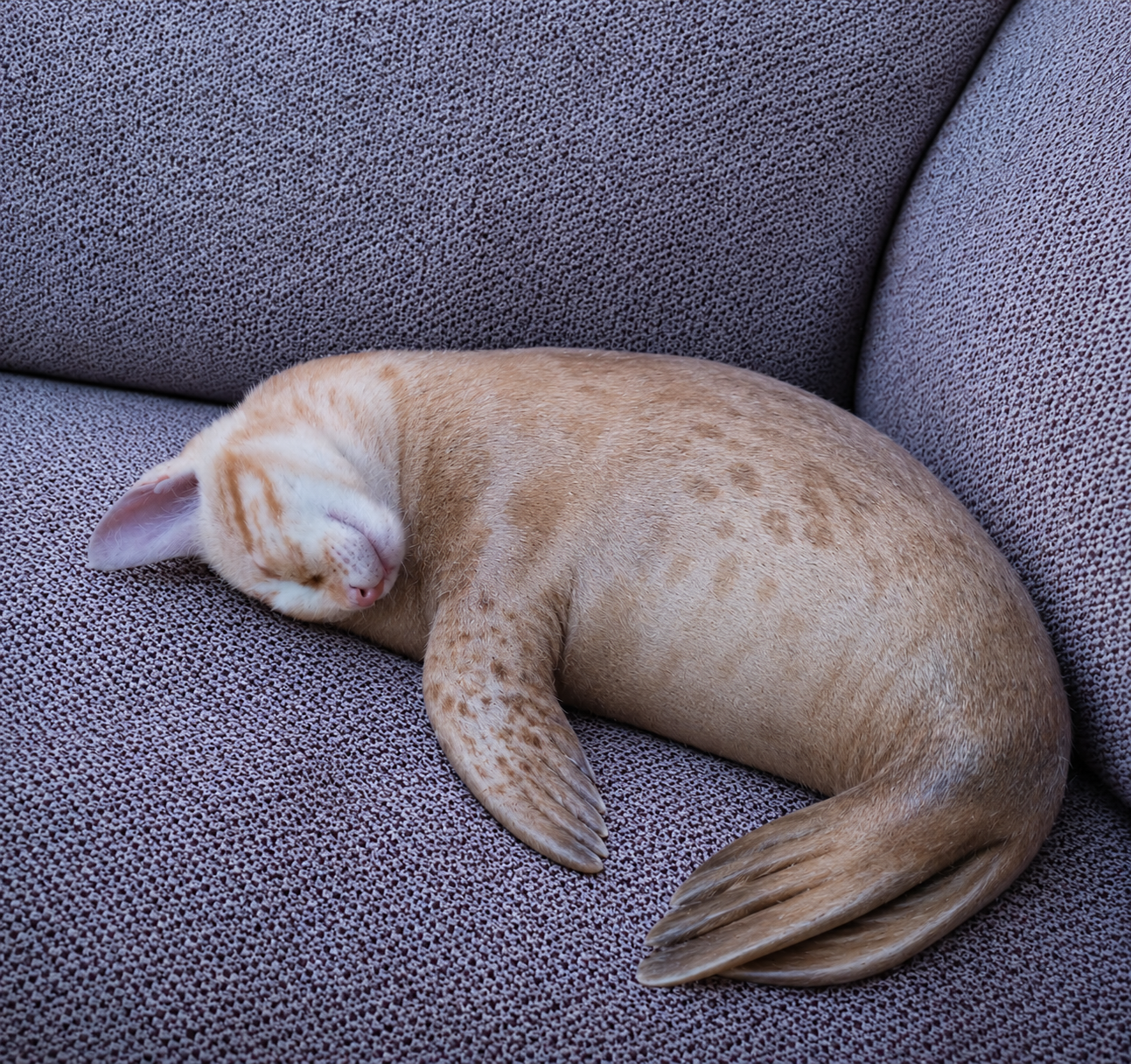 Pet Animal Hybrid
